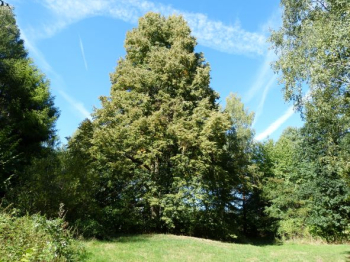 Lípa Charlotty Masarykové v Lesoparku Litavka je stoletá